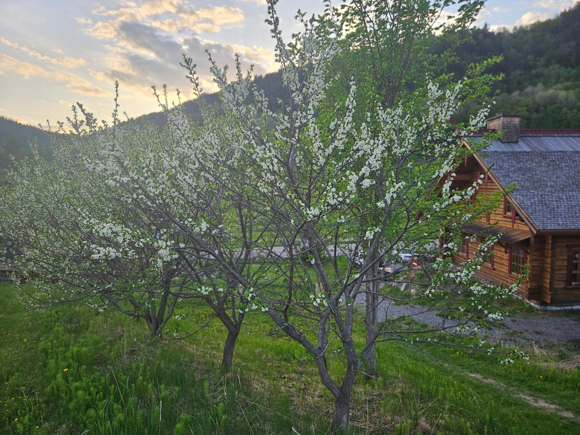 Bed and Breakfast Le Repaire Viking Sainte-Rose-du-Nord Exterior foto
